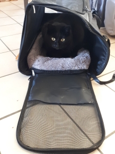 Jazz a tout de suite adopté son nouveau sac de transport